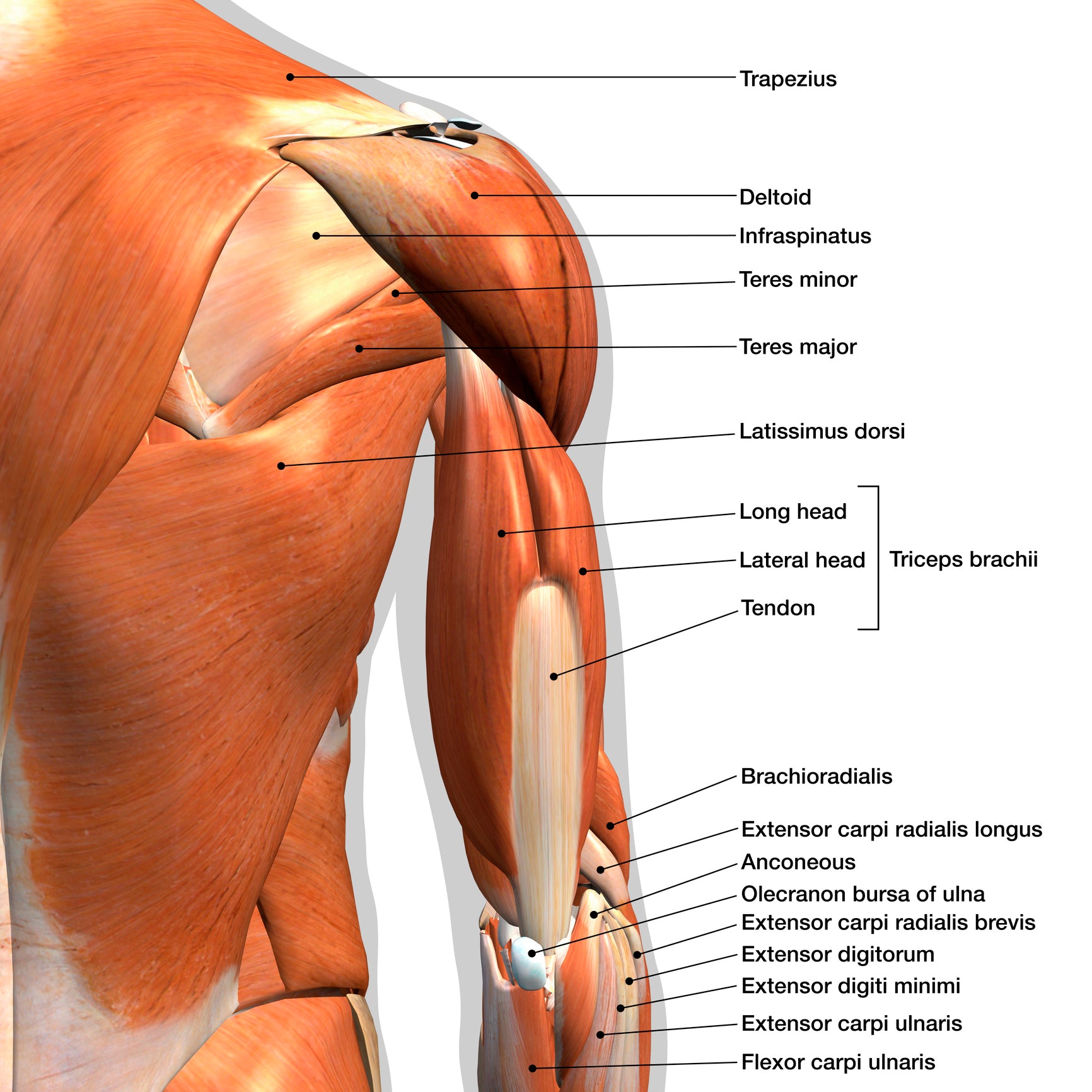 Shoulder anatomy and the best exercise you aren't doing