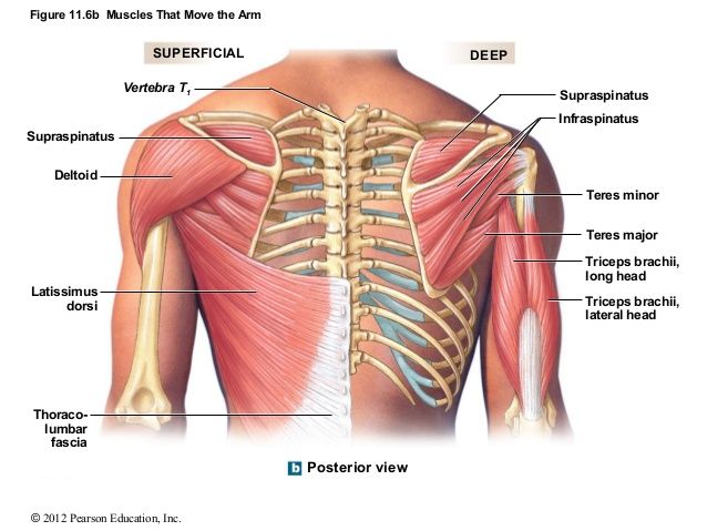 Back Exercises: Varying the Pull Angle for Muscular Emphasis – Auster